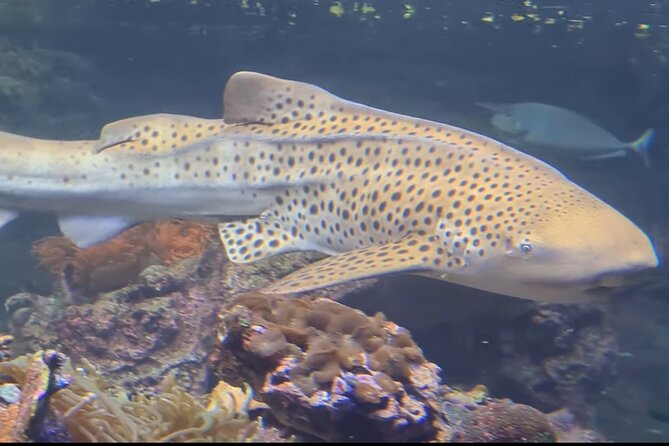 Aquarium of Genoa Reserved Entrance - Participation and Suitability