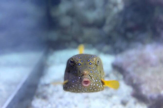 Aquarium of Genoa Reserved Entrance - Review Sources and Authenticity