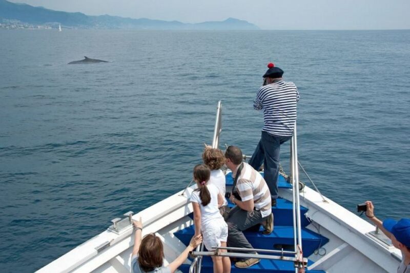 Aquarium of Genoa Ticket and Whale Watching Cruise - Whale Watching Excursion