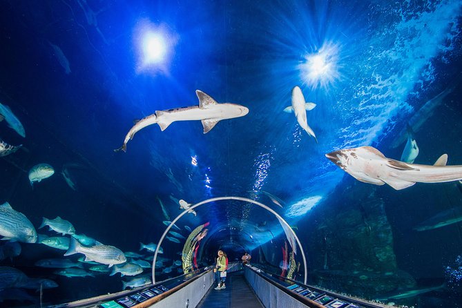 Aquarium of the Bay General Admission Ticket - Key Exhibits Highlighted