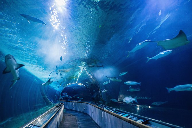 Aquarium of the Bay General Admission Ticket - Hours of Operation