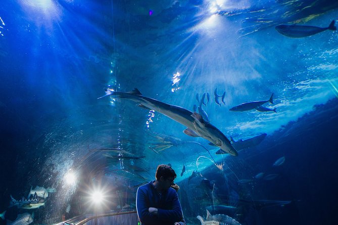 Aquarium of the Bay General Admission Ticket - Pricing and Inclusions