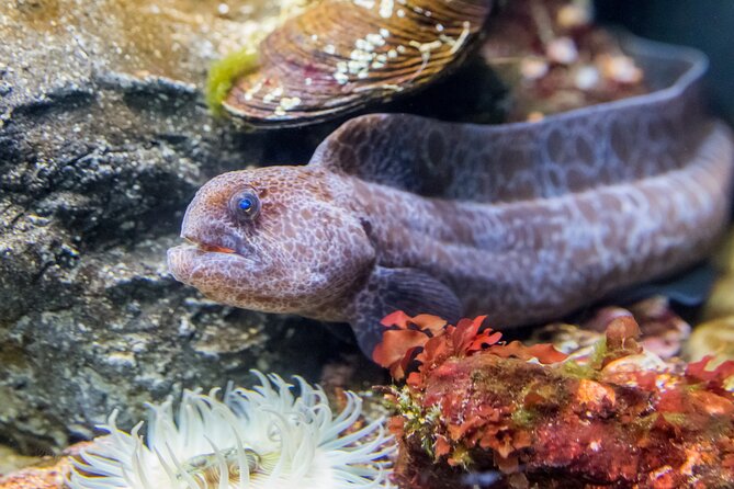 Aquarium of the Bay VIP Experience - Admission and Accessibility