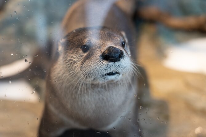 Aquarium of the Bay VIP Experience - Positive Reviews and Ratings