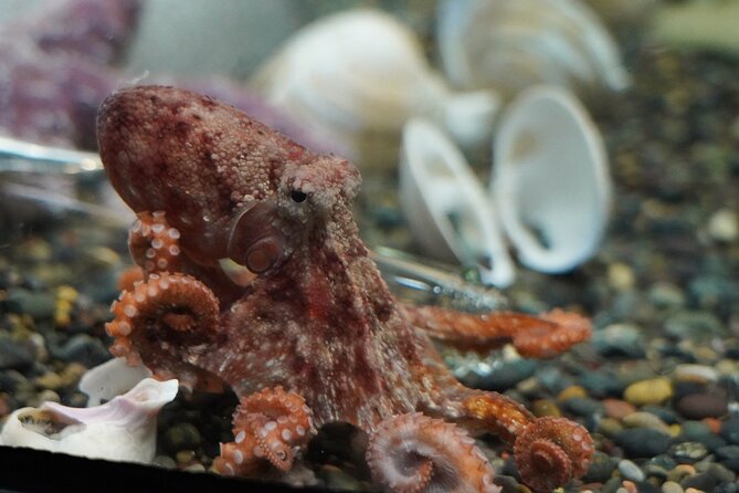 Aquarium of the Bay VIP Experience - Included and Additional Features