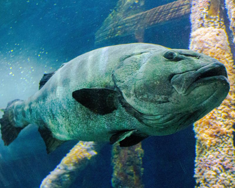 Aquarium of the Bay VIP Tour - Key Points