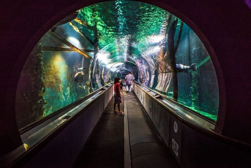 Aquarium of the Bay VIP Tour - Exhibit Details