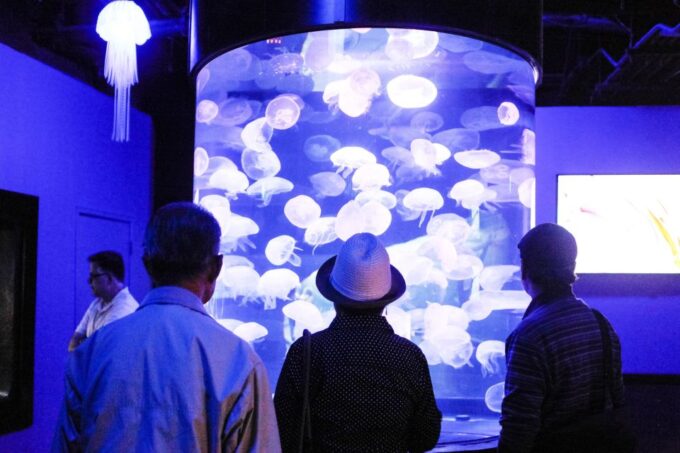 Aquarium of the Bay VIP Tour - Reserving Your Tour