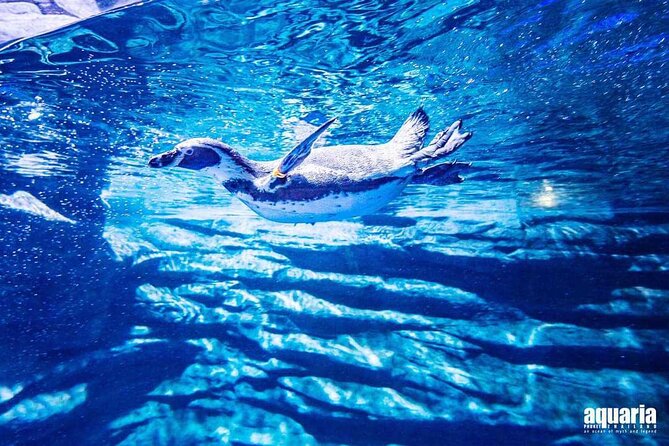 Aquarium Phuket and AR Trick Eye Museum Combo Tickets - Pricing and Ticketing Information