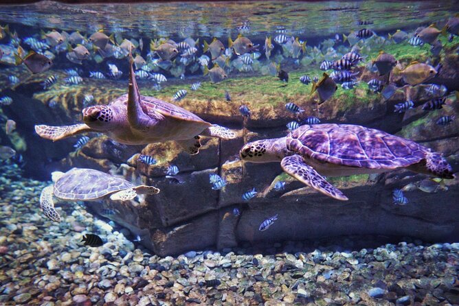 Aquarium Phuket and AR Trick Eye Museum Combo Tickets - Aquaria Phuket Highlights