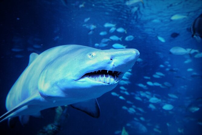 Aquarium Phuket and AR Trick Eye Museum Combo Tickets - AR Trick Eye Museum Highlights