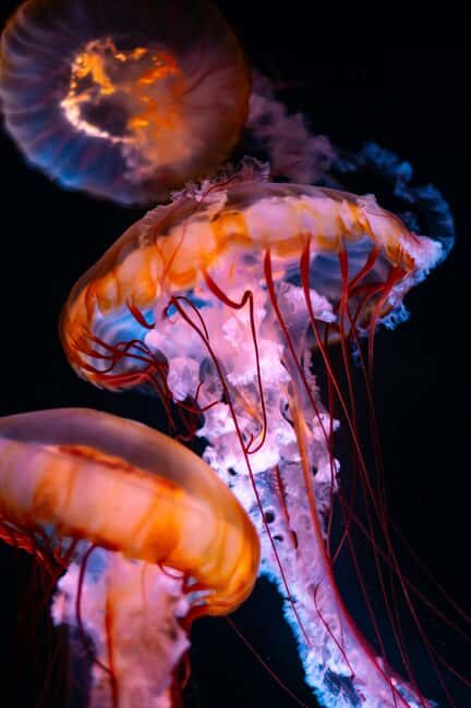 Aquarium & StanleyPark+20 Gem Spots+City/Vip Car+Small Group - Final Thoughts