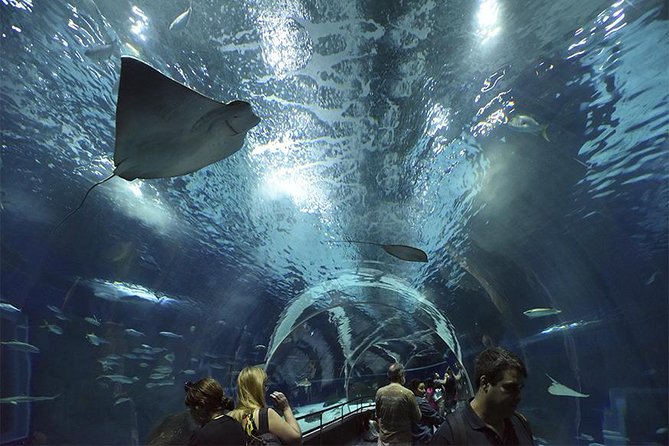 Aquarium Tour - Rio De Janeiro - Tour Details