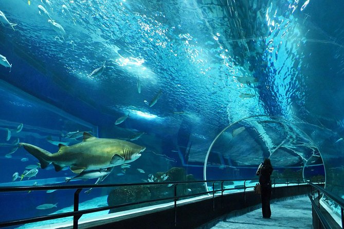 Aquarium Tour - Rio De Janeiro - Visitor Experiences and Reviews