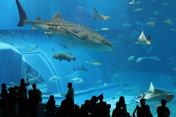 Aquarium Tour - Rio De Janeiro - Accessibility and Participation