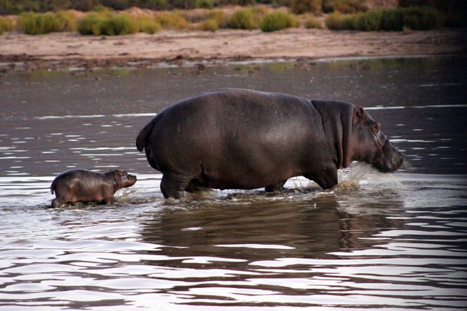 Aquila Day Safari - With Transport - Accessibility and Participation