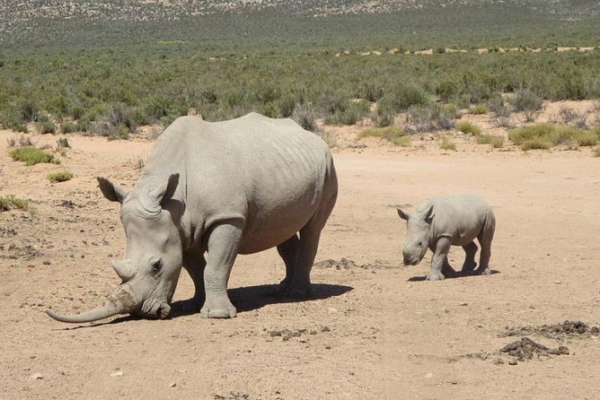 Aquila Day Safari - With Transport - Safari Experience
