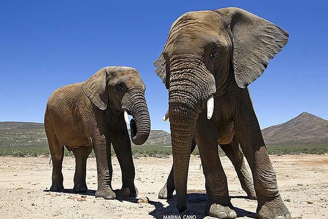 Aquila Day Safari - With Transport - Transport and Accommodation