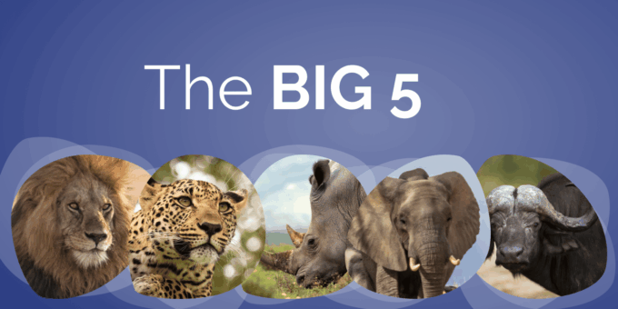 Aquila Game Reserve Big 5 Safari Cape Town Private Tour - Lunch at the Lodge