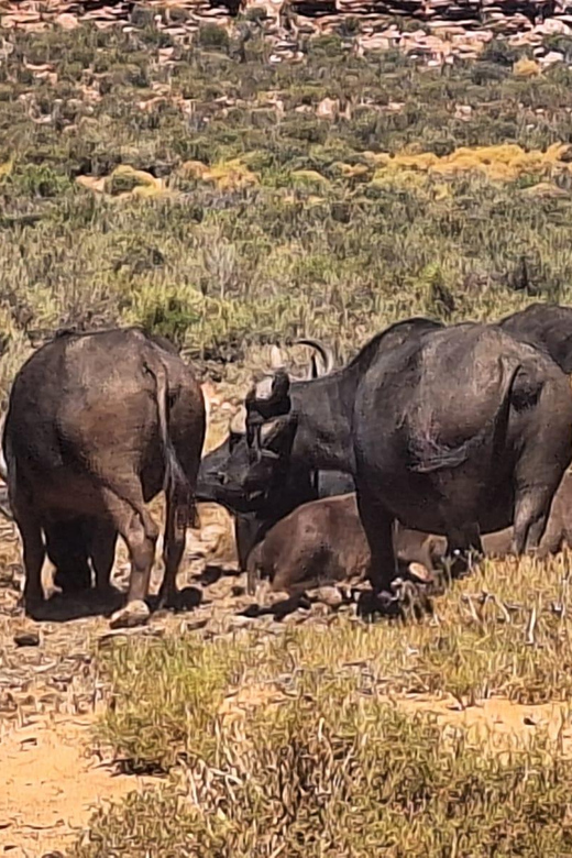 Aquila Game Reserve Full Day Big 5 Safari in Cape Town - Itinerary and Experience