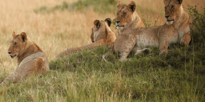 Aquila Game Reserve Full Day Big 5 Safari in Cape Town - What to Bring and Restrictions