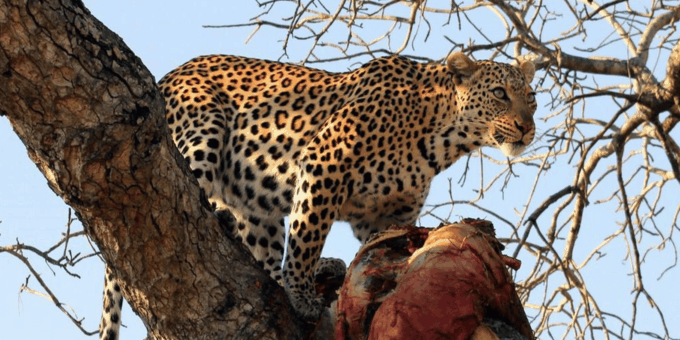 Aquila Game Reserve Full Day Big 5 Safari in Cape Town - Cancellation and Booking Policy
