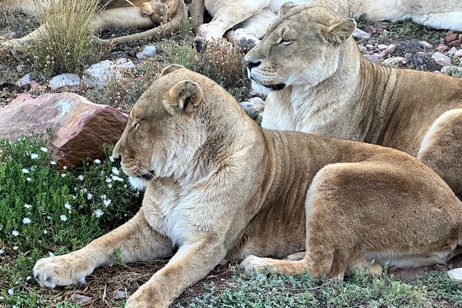 Aquila Game Reserve Safari With Park Fees, Transport & Lunch - Lunch and Refreshments