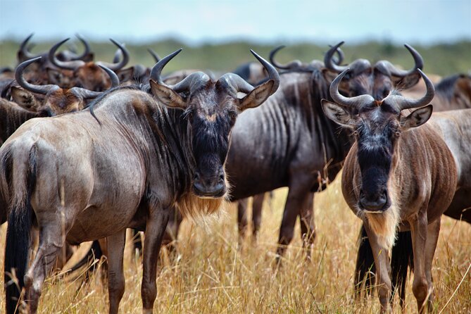 Aquila Game Reserve Safari With Park Fees, Transport & Lunch - Safari Vehicle and Transport