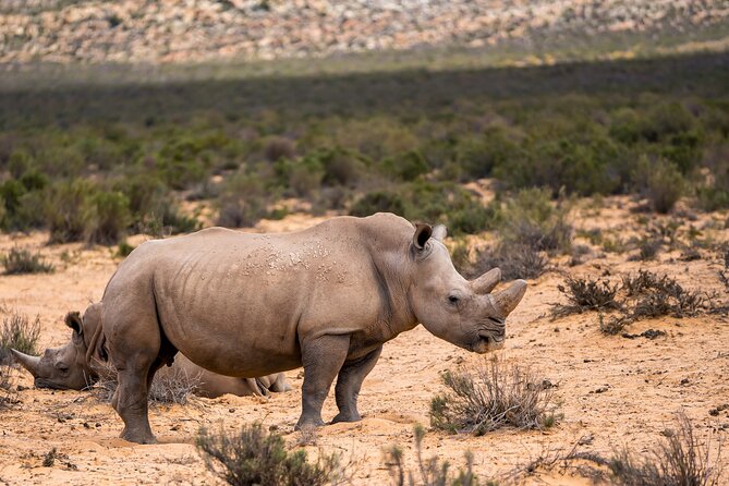 Aquila Game Reserve Safari With Park Fees, Transport & Lunch - Aquila Game Reserve Fees