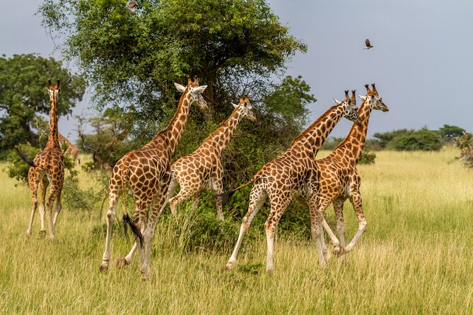 Aquila Game Reserve Safari With Park Fees, Transport & Lunch - Pickup and Dropoff Locations