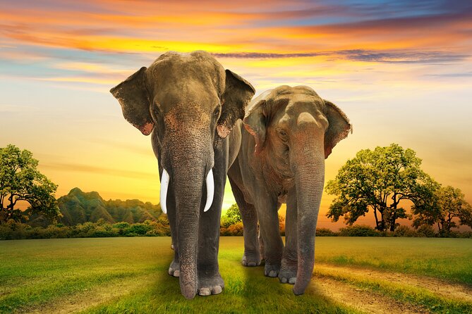 Aquila Game Reserve Safari With Park Fees, Transport & Lunch - Group Size and Accessibility
