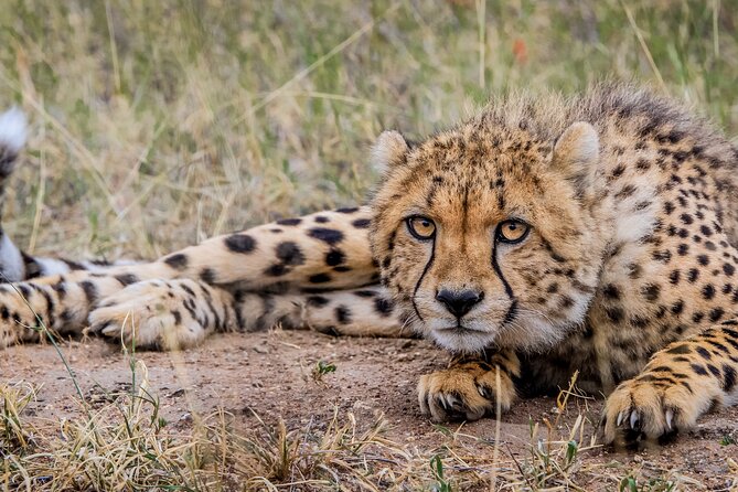 Aquila Game Reserve Safari With Park Fees, Transport & Lunch - Booking and Confirmation