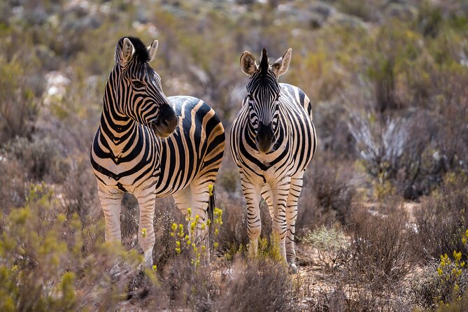 Aquila Game Reserve Safari With Park Fees, Transport & Lunch - Additional Details