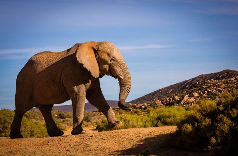 Aquila Private Game Reserve: Sunset Safari With Entry Fee - Key Points