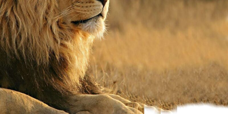 Aquila Reserve Safari With Lunch and Wine Tasting - Itinerary Details