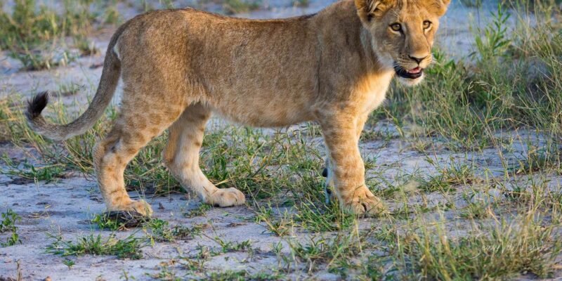 Aquila Reserve Safari With Lunch and Wine Tasting - Logistics and Inclusions