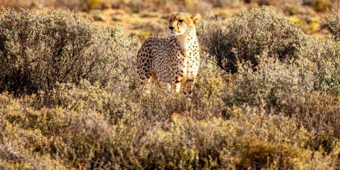 Aquila Reserve Safari With Lunch and Wine Tasting - Suitability and Restrictions