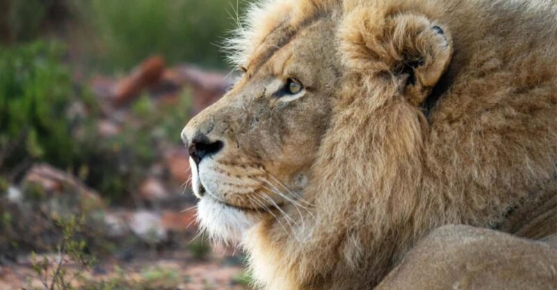Aquila Reserve Safari With Lunch & Wine Tasting - Key Points