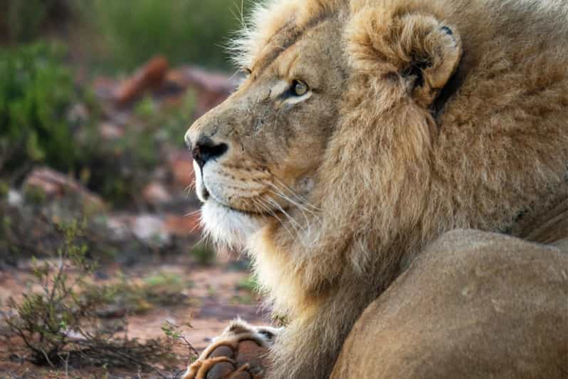 Aquila Reserve Safari With Lunch & Wine Tasting - Wildlife Experience