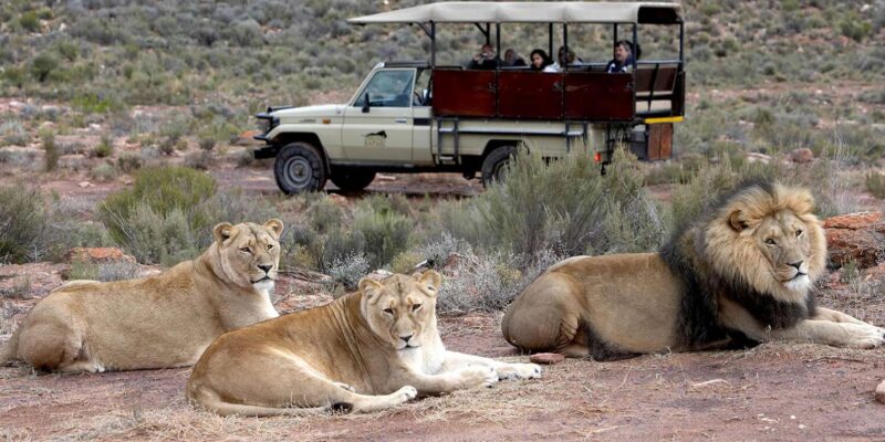Aquila Reserve Safari With Lunch & Wine Tasting - Inclusions and Exclusions