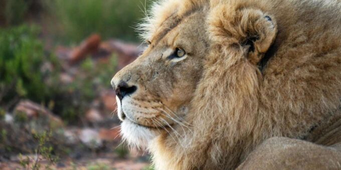 Aquila Reserve Safari With Lunch & Wine Tasting - Pickup and Drop-off