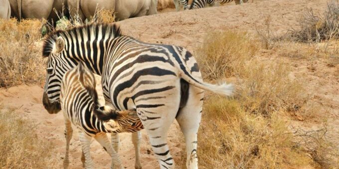 Aquila Reserve Safari With Lunch & Wine Tasting - Safari Drive and Lunch