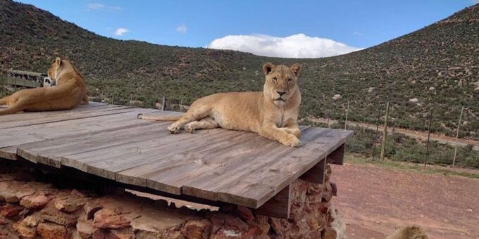 Aquila Reserve Safari With Lunch & Wine Tasting - Frequently Asked Questions