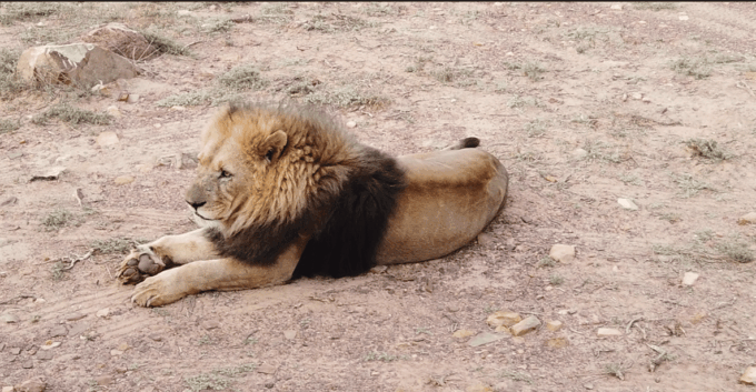 Aquila Safari, Entry Tickets & Transport From Cape Town Incl - Hotel Pickup Service