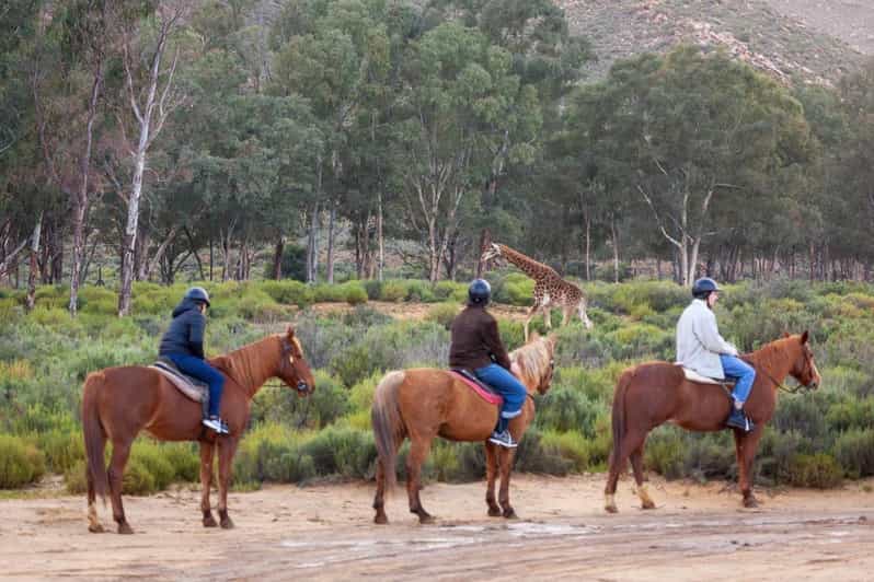 Aquila Safari Game Reserve Group Tour Full Day - Key Points