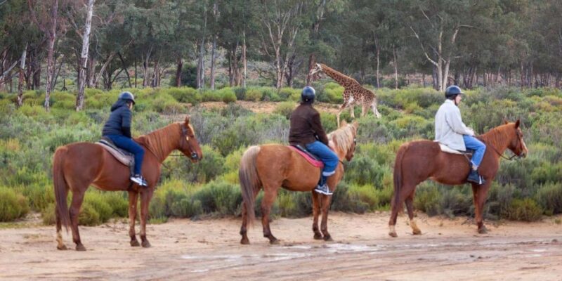 Aquila Safari Game Reserve Group Tour Full Day - Itinerary and Travel Details
