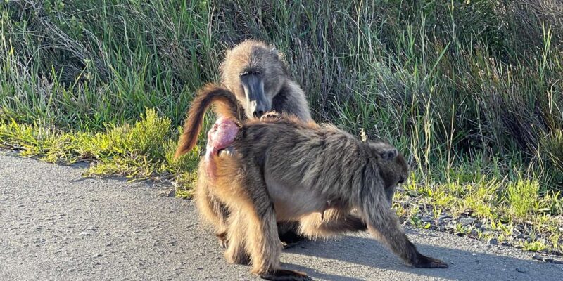 Aquila Safari Game Reserve Group Tour Full Day - Customer Reviews