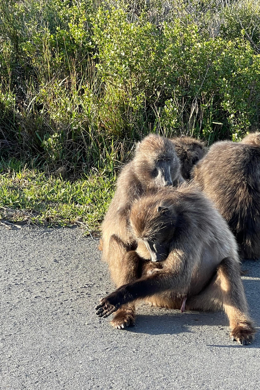 Aquila Safari Game Reserve Group Tour Full Day - Pickup Locations