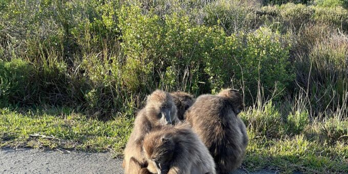 Aquila Safari Game Reserve Group Tour Full Day - Frequently Asked Questions