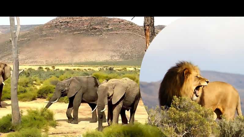 Aquila Safari Game Reserve Sunset Tour - Experience Highlights